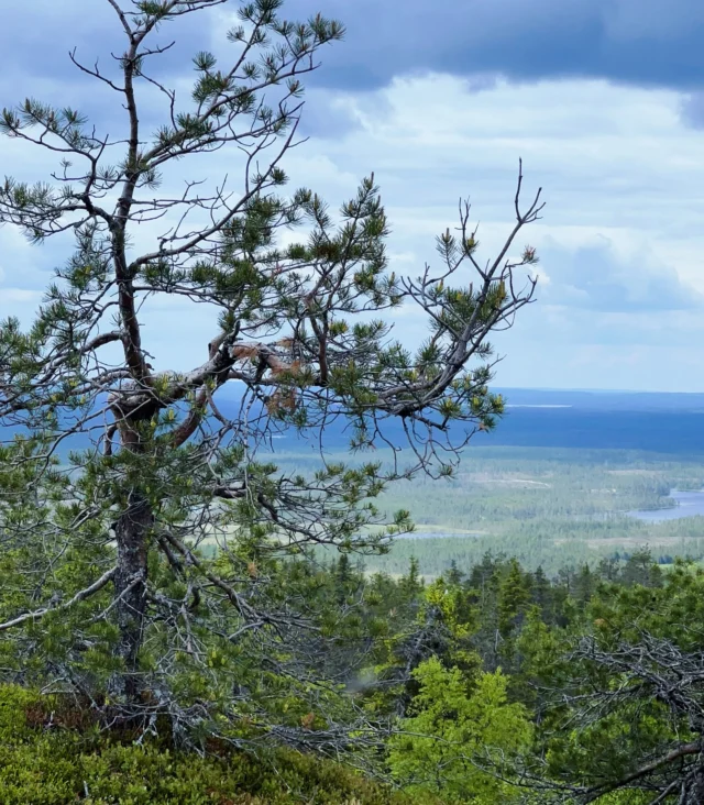 Maisemat Iivaaran päältä.
#iivaara #kuusamo #vaara #panorama