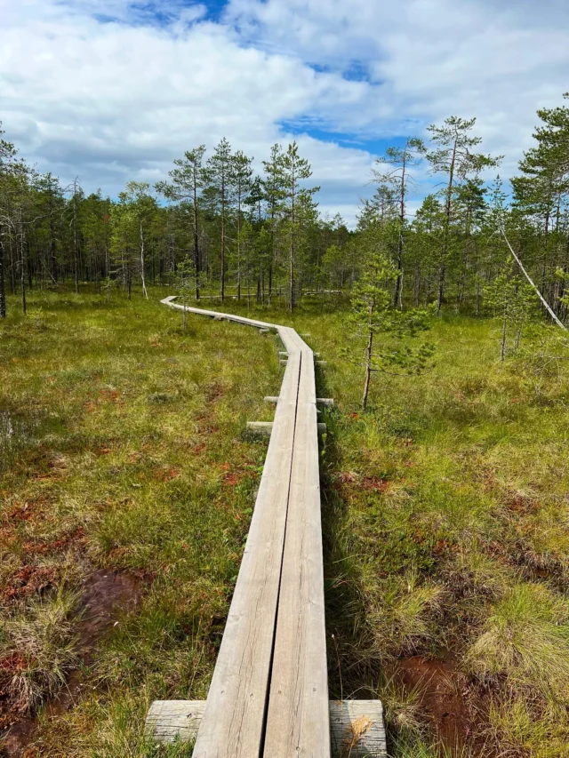 Suo- ja lähiluontoteema jatkuu. Tänään käytiin Riihimäellä Hatlammin suolla, jossa on hyvin monimuotoista suoympäristöä. Kyse ei ole virallisesta luonnonsuojelualueesta, mutta toivottavasti infotaulussakin mainostettu kaupungin suunnitelma luonnonsuojelualueesta toteutuu. 

Kertoo jotain Riihimäen vesistöistä (tai niiden puutteesta), että täällä suon lammissa on mennävuosikymmeninä käyty uimassakin.

#lähiluonto #suo #ulkoilualue #hatlamminsuo #riihimäki