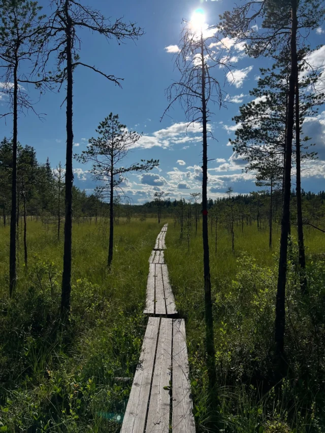 Tänään seikkailtiin Rengon Heinisuolla ja Tammelassa Torronsuolla. Isot suoaukeat ovat hieno näky ja Torronsuon näköalatornista saa myös hyvin käsityksen alueen laajuudesta. Vastaan tuli myös monenlaisia eläimiä, mm. useampi sammakko, sisilisko ja kyykäärmekin. Heinisuon polku on paikoin kostea ja pitkospuut osittain heikossa kunnossa, joten liikkua täytyy paikoin varoen. Lyhyt patikointi on hyvää kevyttä liikuntaa ja samalla mieli lepää luonnon äärellä. 

Molempia paikkoja muuten yhdistää se, että ne sijaitsevat Hämeen Ilvesreitin varrella. 

#lähiluonto #heinisuo #renko #torronsuo #tammela #suo #pitkospuut #kääpä