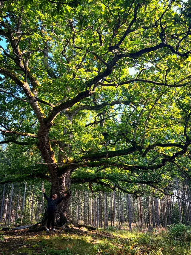 Paavolan tammea ei turhaan tituleerata Suomen kauneimmaksi puuksi. Yli 300-vuotias puu on vaikuttava näky. 
Opin tänään, että kansanuskomuksissa on ajateltu puilla olevan erityisiä voimia, jotka voivat siirtyä ihmiseen koskettamalla. Tähän perustuu ilmeisimmin myös sanonta koputtaa puuta.