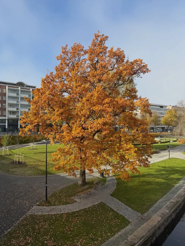 Nyt alkaa syksy todella näkyä kaupungissa ja lähiluonnossa. Viikonloppuna on hyvä latailla akkuja ja nauttia virkistävästä ulkoilmasta ja talvehtimaan valmistautuvasta luonnosta. 

Tulevina viikkoina alkavat todenteolla kaupungin ja hyvinvointialueen taloussuunnitelmien käsittelyt. Ensin kaupungin, jonka kaupunginjohtajan pohjaesityksen käsittely alkaa kaupunginhallituksessa ensi viikolla. HVA:lla vastaa vaihe tulee hieman myöhemmin.

Kaupungin puolella ainakin kaupunginmuseon kohtalo sekä tulevien vuosien suuret investoinnit tulevat olemaan julkisissa keskusteluissa esillä. Olisi mielenkiintoista kuulla myös kaupunkilaisten näkemyksiä budjettiin liittyen eli laita rohkeasti viestiä!

#hämeenlinna #lähiluonto #kaupunginvaltuusto #aluevaltuusto #budjettineuvottelut